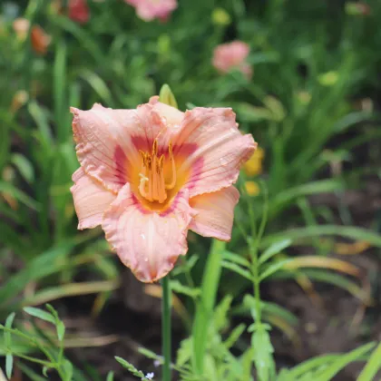 Denivka Longsfield Glory - Hemerocallis - prodej cibulovin - 1 ks