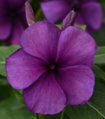 Barvínek Tatoo Blueberry - Catharanthus - prodej semen - 20 ks