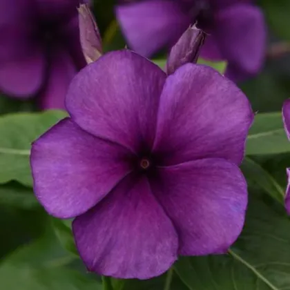 Barvínek Tatoo Blueberry - Catharanthus - prodej semen - 20 ks