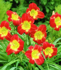 Denivka Longsfield Red Baron - Hemerocallis - prodej cibulovin - 1 ks