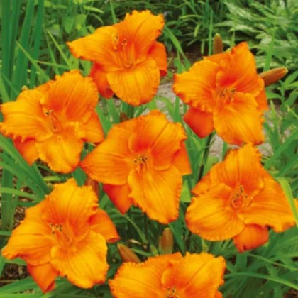 Denivka Tiger Blood - Hemerocallis - prodej cibulovin - 1 ks