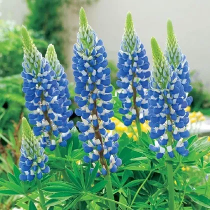 Lupina modrá - Lupinus - prodej prostokořenných sazenic - 1 ks