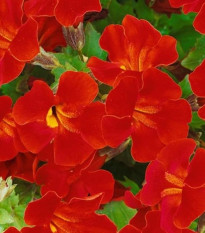 Kejklířka Magic Red - Mimulus hybridus - prodej semen - 30 ks