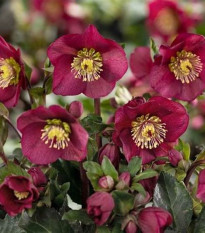 Čemeřice nachová - Helleborus purpurascens - prodej prostokořenných sazenic - 1 ks