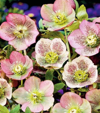 Čemeřice východní - Helleborus orientalis - prodej prostokořenných sazenic - 1 ks