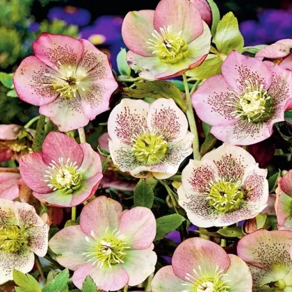 Čemeřice východní - Helleborus orientalis - prodej prostokořenných sazenic - 1 ks