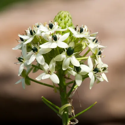 Snědek Saundersův - Ornithogalum saundersiae - prodej cibulovin - 1 ks