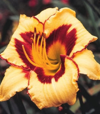 Denivka Eye on America - Hemerocallis - prodej cibulovin - 1 ks