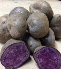 Sadbové brambory Blue Congo - Solanum tuberosum - prodej sadby - 5 ks