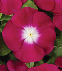 Barvínek Volante Burgundy Halo - Catharanthus - prodej semen - 30 ks