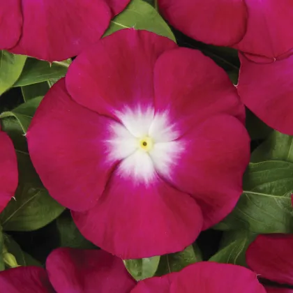 Barvínek Volante Burgundy Halo - Catharanthus - prodej semen - 30 ks