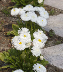 Sedmikráska obecná Habanera bílá - Bellis perennis - prodej semen - 40 ks