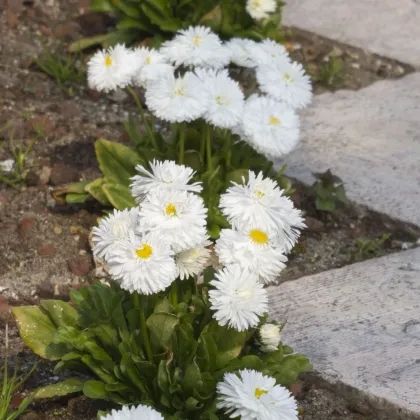 Sedmikráska obecná Habanera bílá - Bellis perennis - prodej semen - 40 ks