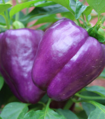 Paprika Beluga Lilac F1 - Capsicum annuum - prodej semen - 6 ks