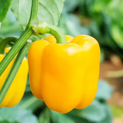 Paprika Beluga Yellow F1 - Capsicum annuum - prodej semen - 5 ks