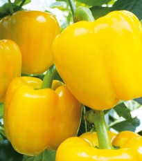 Paprika Beluga Yellow F1 - Capsicum annuum - prodej semen - 5 ks