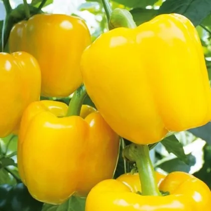 Paprika Beluga Yellow F1 - Capsicum annuum - prodej semen - 5 ks