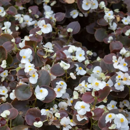 Begónie Marsala F1 White - Begonia semperflorens - prodej semen - 20 ks