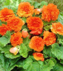 Begónie Nonstop F1 Orange - Begonia tuberhybrida - prodej semen - 20 ks