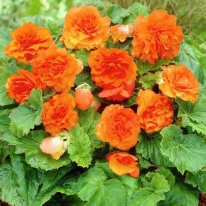 Begónie Nonstop F1 Orange - Begonia tuberhybrida - prodej semen - 20 ks