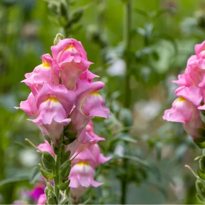 Hledík větší Rocket F1 Rose - Antirrhinum majus - prodej semen - 20 ks