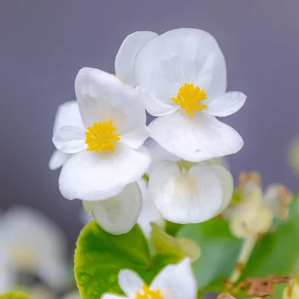 Begónie Superstar F1 White - Begonia semperflorens - prodej semen - 20 ks