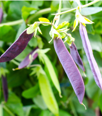 Hrách fialový Shiraz - Pisum sativum - prodej semen - 30 ks