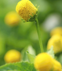 Plamatka zelná Homer - Spilanthes oleracea - prodej semen - 15 ks