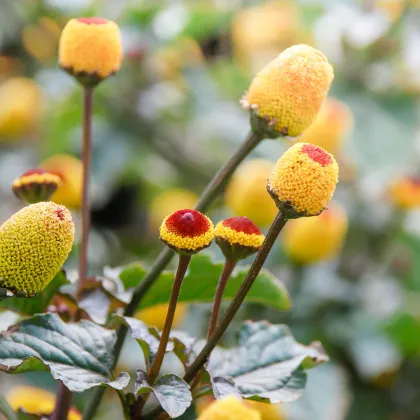 Plamatka zelná Peek-A-Boo - Spilanthes oleracea - prodej semen - 10 ks