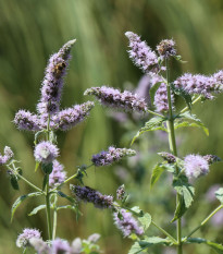 Máta dlouholistá Horse mint - Mentha longifolia - prodej semen - 0,1 g