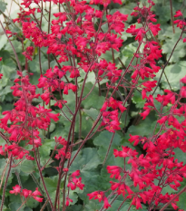 Dlužicha Coral Forest - Heuchera - prodej semen - 20 ks