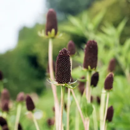 Třapatka západní - Rudbeckia occidentalis - prodej semen - 30 ks