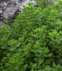 Řecké oregano Kreta - Origanum hirtum - prodej semen - 200 ks