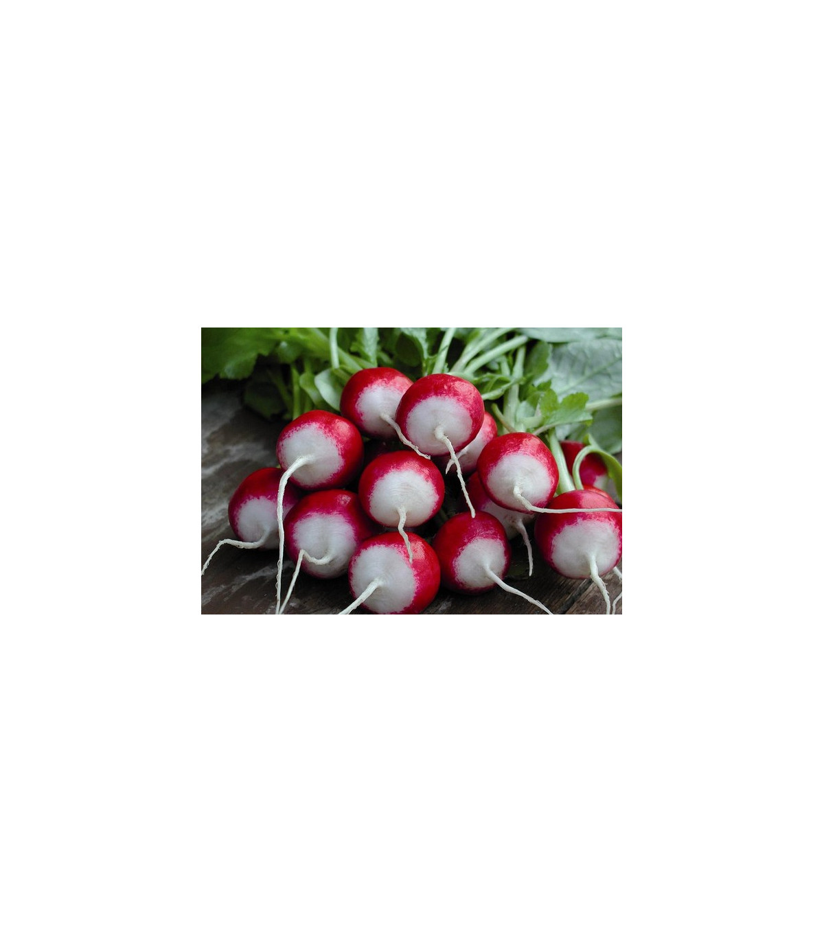 Ředkvička červenobílá - prodej semen ředkvičky - 0,5 gr