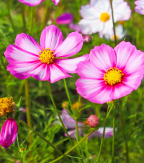 Krásenka zpeřená Cosmira Bicolor - Cosmos bipinnatus - prodej semen - 20 ks