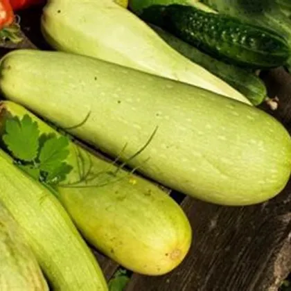 Okurka salátová Travito F1 - Cucumis sativus - prodej semen - 10 ks