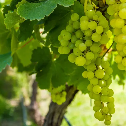 Réva vinná - Vitis vinifera - prodej prostokořenných sazenic - 1 ks