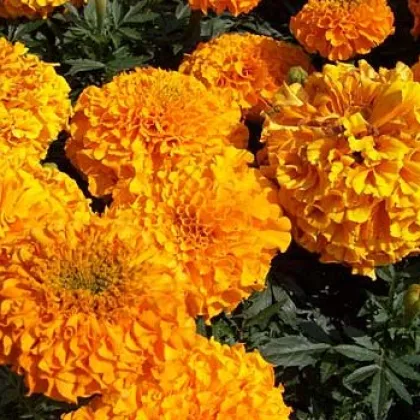 Aksamitník vzpřímený obrovský Sunset - Tagetes erecta - prodej semen - 0,3 g