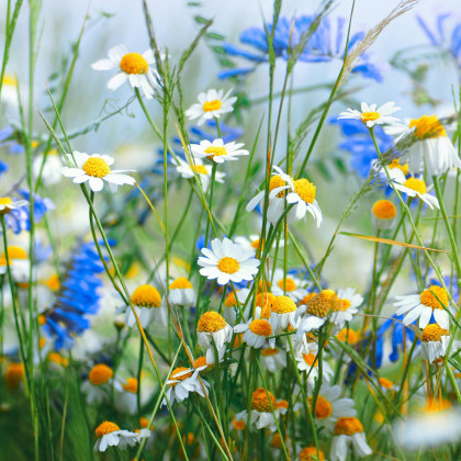 Směs modrých a bílých květů - prodej výsevních pásků - 5 m