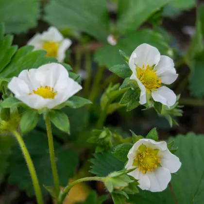 Jahodník stáleplodící Elan F1 - Fragaria ananassa - prodej semen - 10 ks