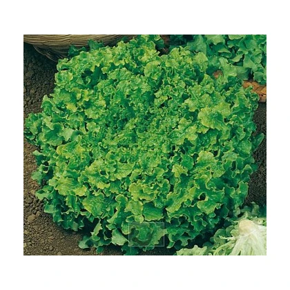 Salát hlávkový Maikönig - prodej semen salátu - Lactusa sativa - 1 gr