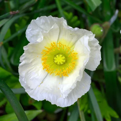 Mák Champagne Bubbles White - Papaver nudicaule - prodej semen - 20 ks