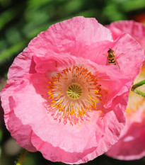 Mák Champagne Bubbles Pink - Papaver nudicaule - prodej semen - 20 ks