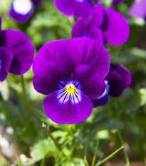 Violka Twix F1 Violet Flare - Viola cornuta - prodej semen - 20 ks