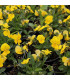 Violka Ice Babies F1 Golden Yellow - Viola cornuta - prodej semen - 20 ks