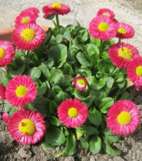 Sedmikráska Speedstar Plus Rose - Bellis perennis - prodej semen - 40 ks