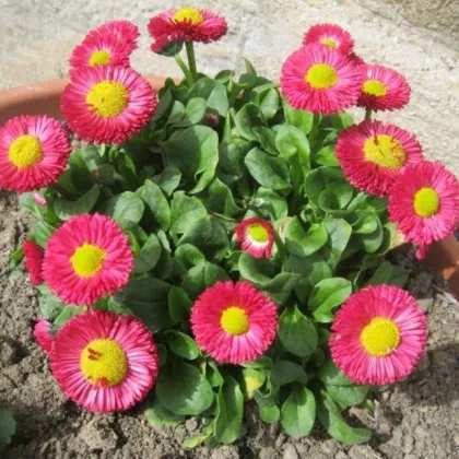 Sedmikráska Speedstar Plus Rose - Bellis perennis - prodej semen - 40 ks