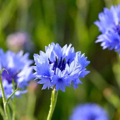 BIO Chrpa modrá - Centaurea cyanus - prodej bio semen - 30 ks