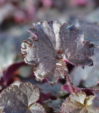 Dlužicha Palace Purple - Heuchera - prodej semen - 20 ks