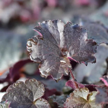 Dlužicha Palace Purple - Heuchera - prodej semen - 20 ks